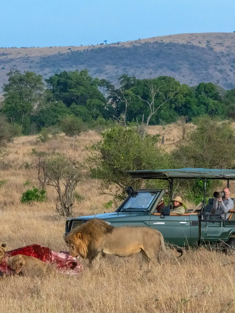 A lion at a kill in golden grass beside an open-sided game viewer of guests