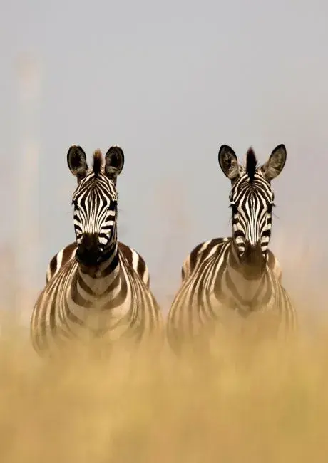 Two zebras standing shoulder to shoulder in golden dust on the plains